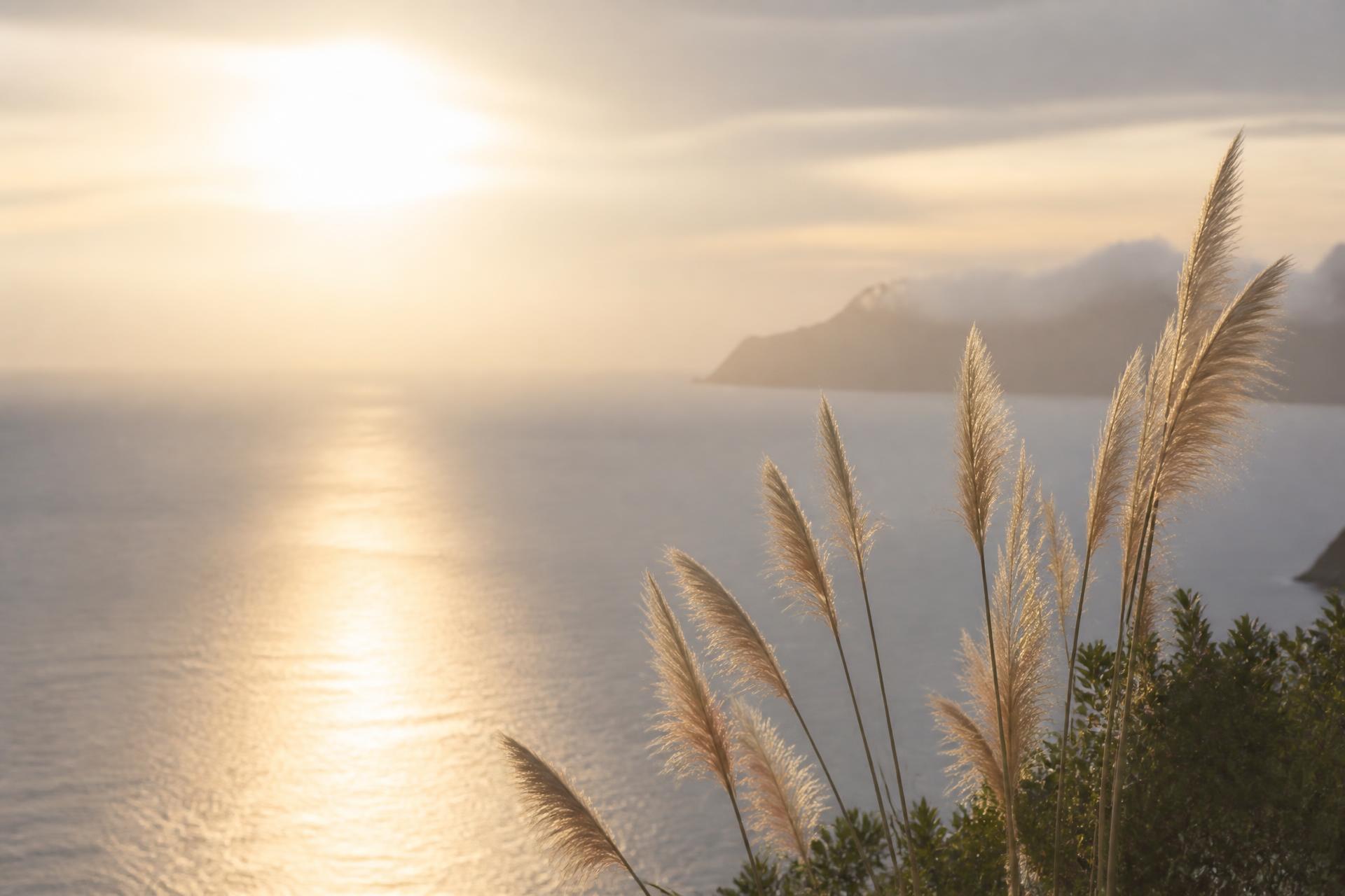 Golden hour light over a calm ocean with tall grasses swaying in the foreground