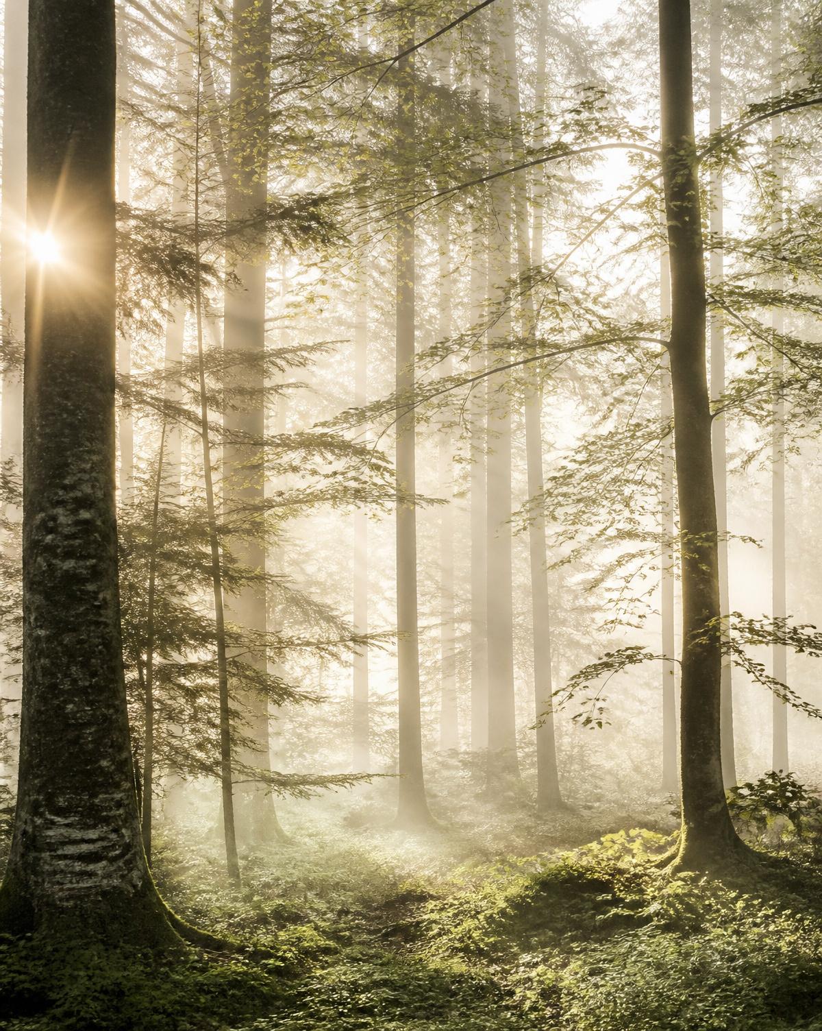 Sunlit misty forest at dawn — a still, sacred landscape